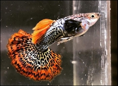 Cá Guppy - Rồng Đỏ (Cặp trống mái)