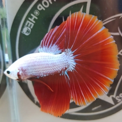 Betta Halfmoon