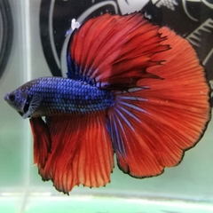 Betta Halfmoon