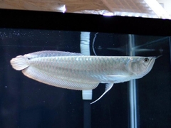 Cá Rồng Ngân Long