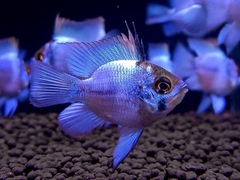 Cá Phượng Hoàng Lam