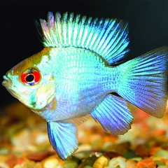 Cá Phượng Hoàng Lam