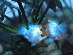 Cá Phượng Hoàng Lam