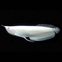 Cá Rồng Ngân Long