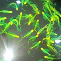 Sọc ngựa cánh tiên