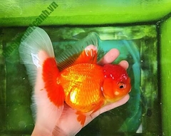 Cá Ba đuôi Đầu Lân / Cá Tàu