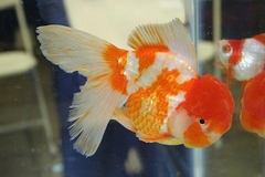 Cá Ba đuôi Đầu Lân / Cá Tàu