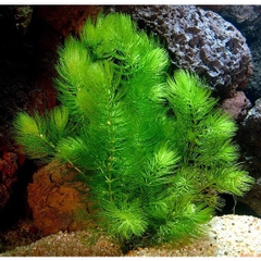 10 Nhánh Rong Đuôi Chồn - Đơn Giản, Dễ Trồng, Dễ Sống Cho Hồ Cá Cảnh