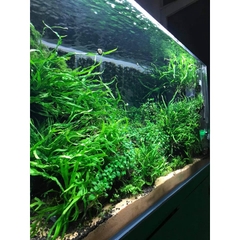 Multi Clear Water | Chế phẩm khử màu lũa - khử bụi - làm trong nước nhanh chóng (Chai 150ml)