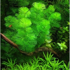 10 Nhánh Rong La Hán Xanh / Tiểu Bảo Tháp - Đơn Giản, Dễ Trồng, Dễ Sống Cho Hồ Cá Cảnh