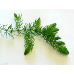 10 Nhánh Rong Đuôi Chồn - Đơn Giản, Dễ Trồng, Dễ Sống Cho Hồ Cá Cảnh