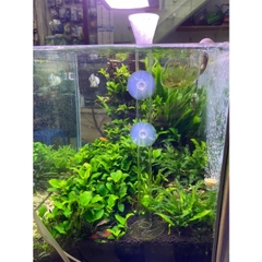 Bộ Ống Chén Thủy Tinh Cho Tép Ăn - Có 3 Kích Thước 25cm - 30cm - 35cm