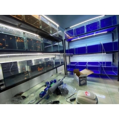 Decal Dán Bể Cá, Dán Nền Hồ Cá Cảnh (Khổ 60cm)