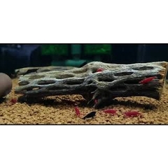 Lũa xương rồng Cholla Cactus size 15 cm chuyên dùng cho tép cảnh