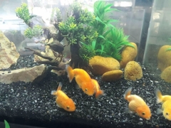 [Giá Rẻ] 1kg Đá Sỏi Đen kích thước nhỏ dùng để trải nền, trang trí hồ cá