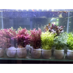 Cây Thủy Sinh Cắt Cắm - Trang Trí Hồ Cá Thêm Sinh Động