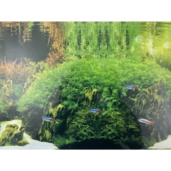 Tranh Nền Trang Trí Hồ Cá - có 2 mặt tùy thích thay đổi (giao mẫu ngẫu nhiên)