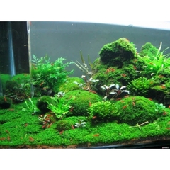 RÊU MINIFISS LÁ NƯỚC TRẢI NỀN CHO HỒ THUỶ SINH - HÀNG DẦY ĐẸP (1 hộp 5 tấc 10x15cm)