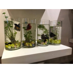 Bể Cá Thủy Tinh Hình Trụ Tròn - Thích Hợp Nuôi Cá, làm Thủy Sinh, Bán Cạn....
