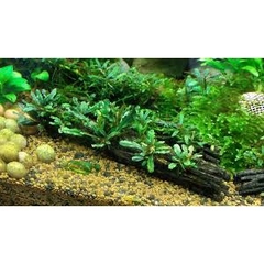 Lũa xương rồng Cholla Cactus size 15 cm chuyên dùng cho tép cảnh