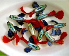Cá Guppy - Dumbo Red Tail (Cặp trống mái)