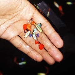 Cá Guppy - Dumbo Red Tail (Cặp trống mái)