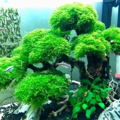 Rêu Thủy Sinh Gắn Lũa, Đá | MINI TAIWAN - US FISS - WEPPING - FLAME - SPINKY - ROSE MOSS