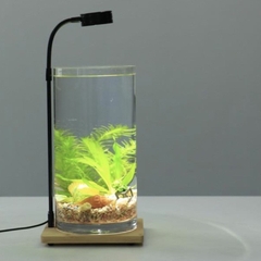 Bể Cá Thủy Tinh Hình Trụ Tròn - Thích Hợp Nuôi Cá, làm Thủy Sinh, Bán Cạn....