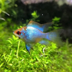 Cá Phượng Hoàng Lam