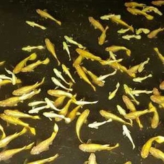 Cá Guppy - Full Gold (Cặp trống mái)