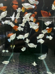 Mún Molly Short Platinum