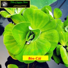 1 Cây Bèo Cái (Bèo Hoa Dâu) - Cây Thủy Sinh Trang Trí Hồ Cá Dễ Trồng Dễ Sống Ko Cần CO2