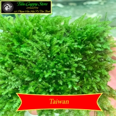Rêu Thủy Sinh Gắn Lũa, Đá | MINI TAIWAN - US FISS - WEPPING - FLAME - SPINKY - ROSE MOSS