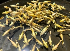 Cá Guppy - Full Gold (Cặp trống mái)