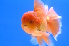 Cá Ba đuôi Đầu Lân / Cá Tàu