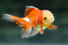 Cá Ba đuôi Đầu Lân / Cá Tàu