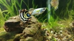Cá Guppy - Tiger (Cặp trống mái)