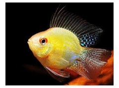 Phượng Hoàng Vàng