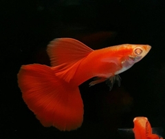 Cá Guppy - Full Red (Cặp trống mái)
