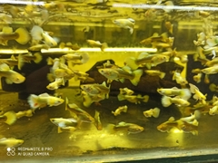 Cá Guppy - Full Gold (Cặp trống mái)