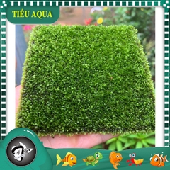 Rêu Minifiss bám vải - Sản phẩm tươi, dễ chơi dễ sử dụng (KT 10x10cm)