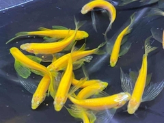 Sọc ngựa cánh tiên