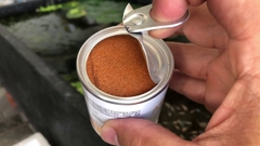 Artemia Sấy Khô YEE gói 60gr (Tặng kèm ống nhỏ giọt)