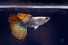 Cá Guppy - Rồng Đỏ (Cặp trống mái)