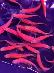 Sọc ngựa cánh tiên