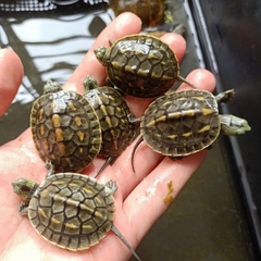 Rùa Đá Pond / Rùa sọc