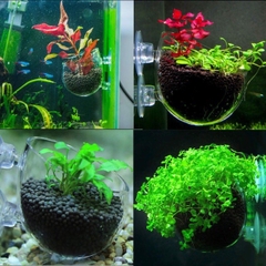 Cốc Đựng Trùng Chỉ - Cốc Trồng Thủy Sinh - Phểu Thủy Sinh Cho Hồ Cá