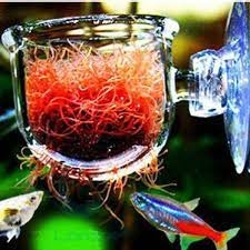 Cốc Đựng Trùng Chỉ - Cốc Trồng Thủy Sinh - Phểu Thủy Sinh Cho Hồ Cá