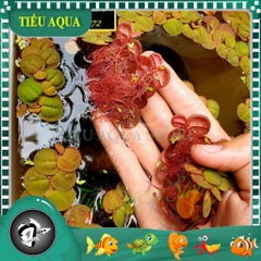 Bèo Rể Đỏ - Bèo Táo - Red Root Floater - Phụ Kiện Trang Trí Hố Cá Dễ Trồng Dễ Nuôi, Ko Cần CO2