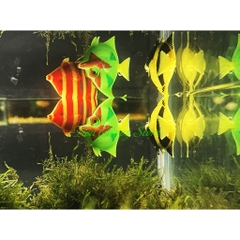 Cá Nhựa - Trang Trí Bể Cá, Hồ Cá Cảnh Thêm Màu Sắc (Mẫu chọn ngẫu nhiên)